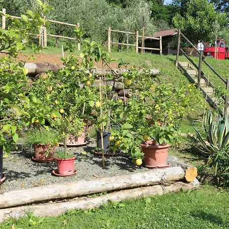 L'olivo Bagnone